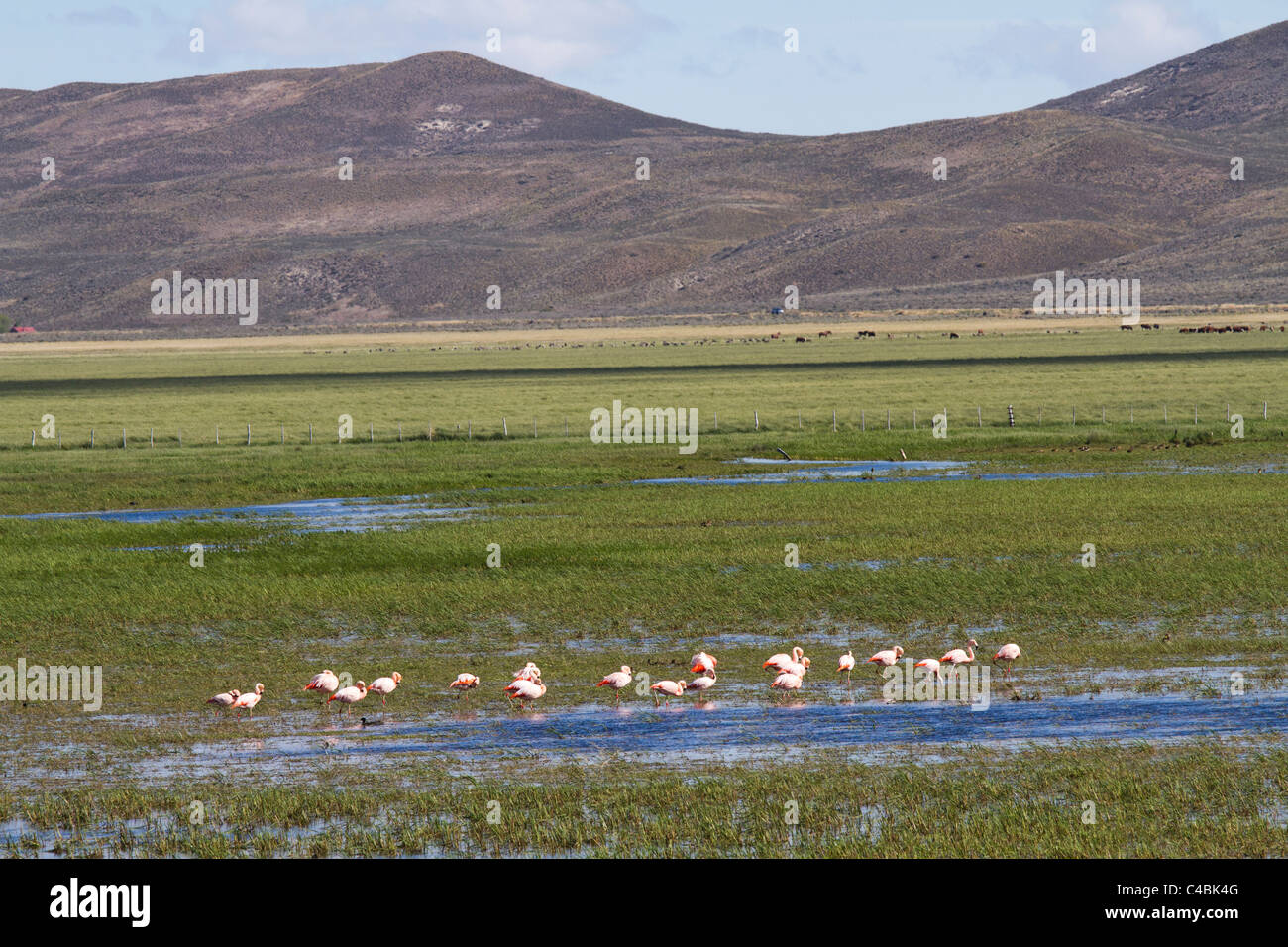 Pink Flamingos, Nahuel Huapi National Park, Patagonia, Argentina Stock Photo