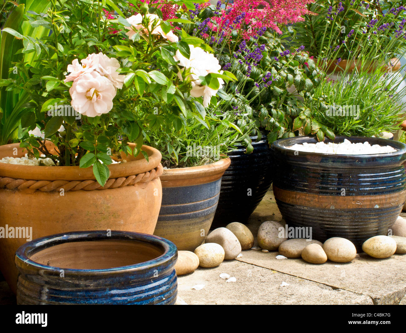 English lavender in pots hi-res stock photography and images - Alamy