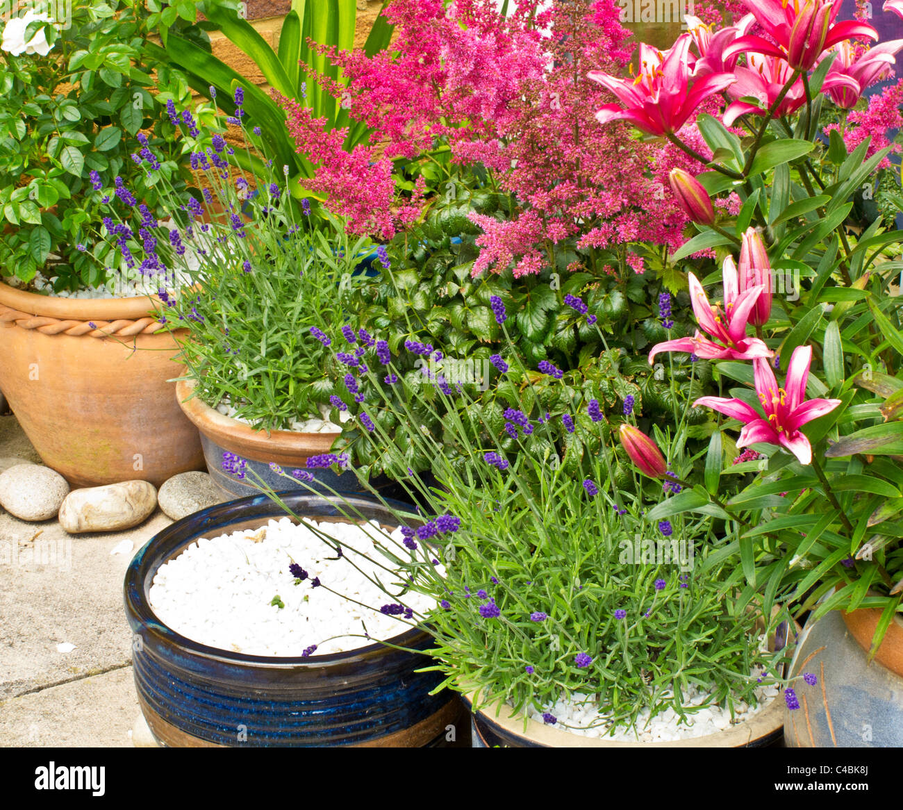 Pots and containers in the corner of a patio with roses, lavender, lilies and astilbe Stock Photo