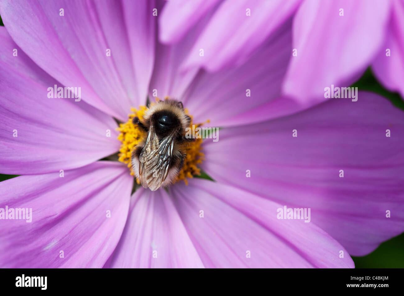 Bumble bee feeding on cosmos flower in an English garden Stock Photo
