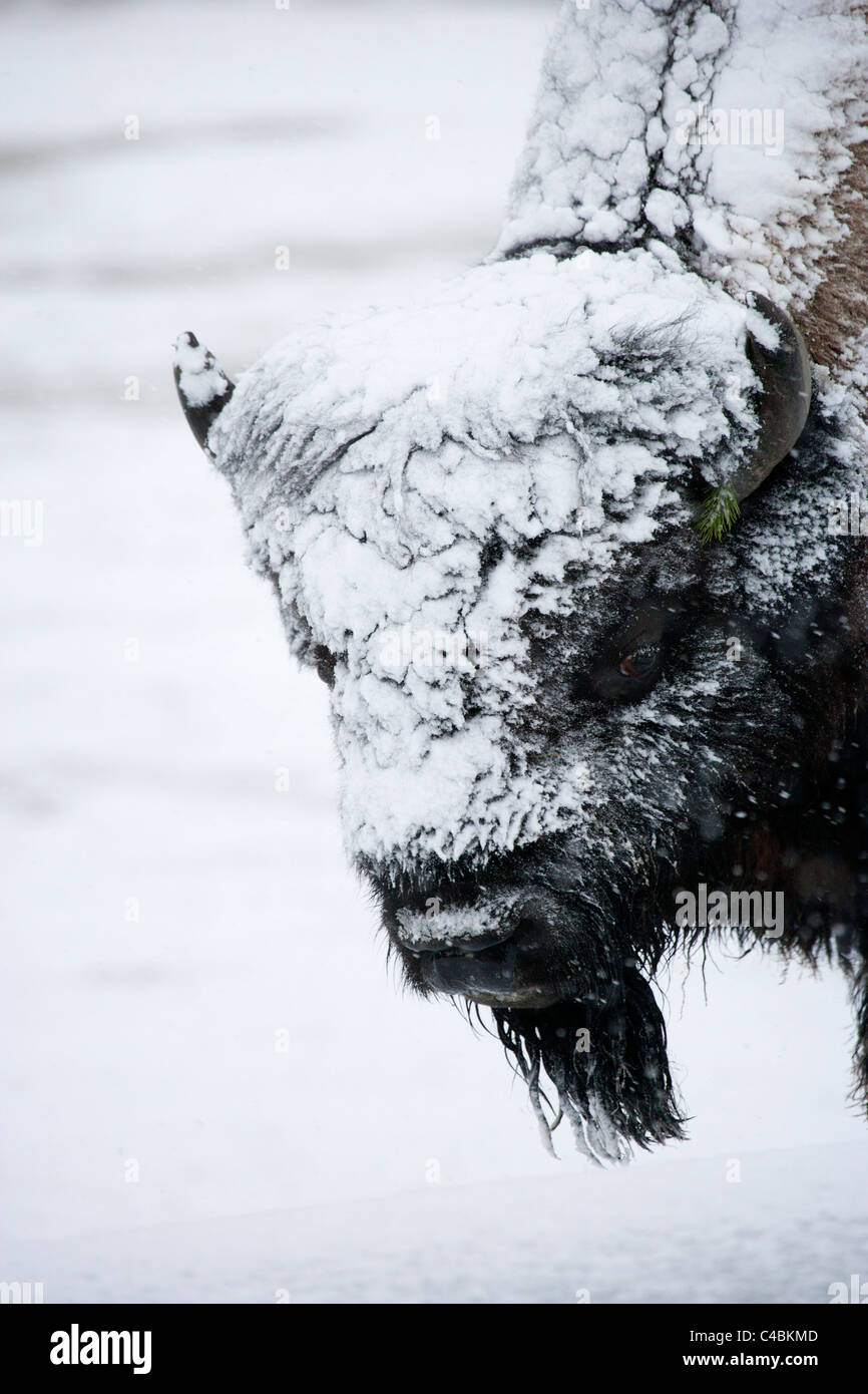 Bison Covered with Snow Stock Photo - Alamy