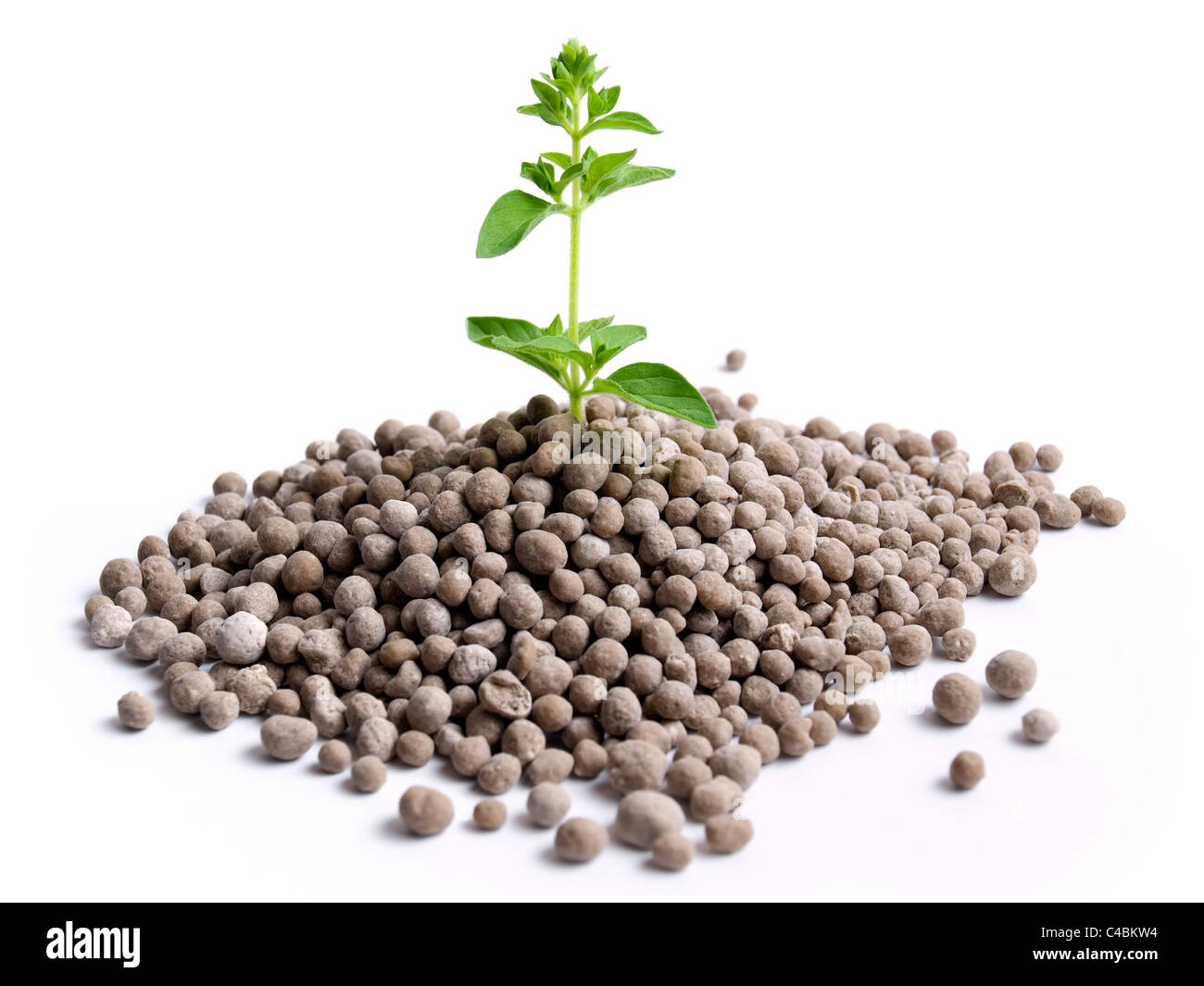 Young plant is growing from the pile of nitrogen fertilizer in granules