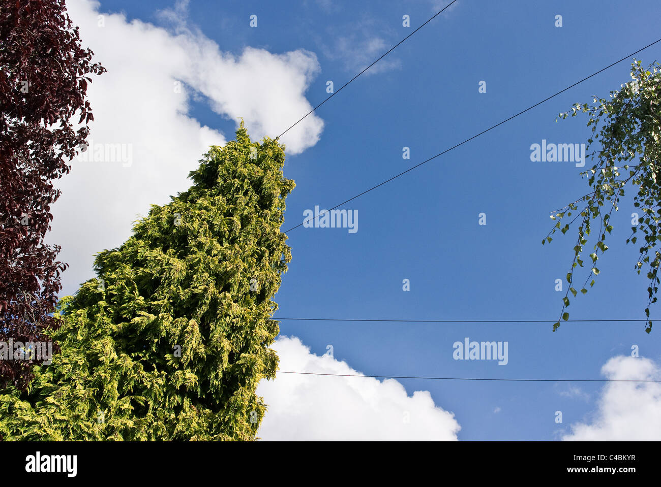 A conifer tree has grown tall and encompasses domestic telephone communications lines Stock Photo