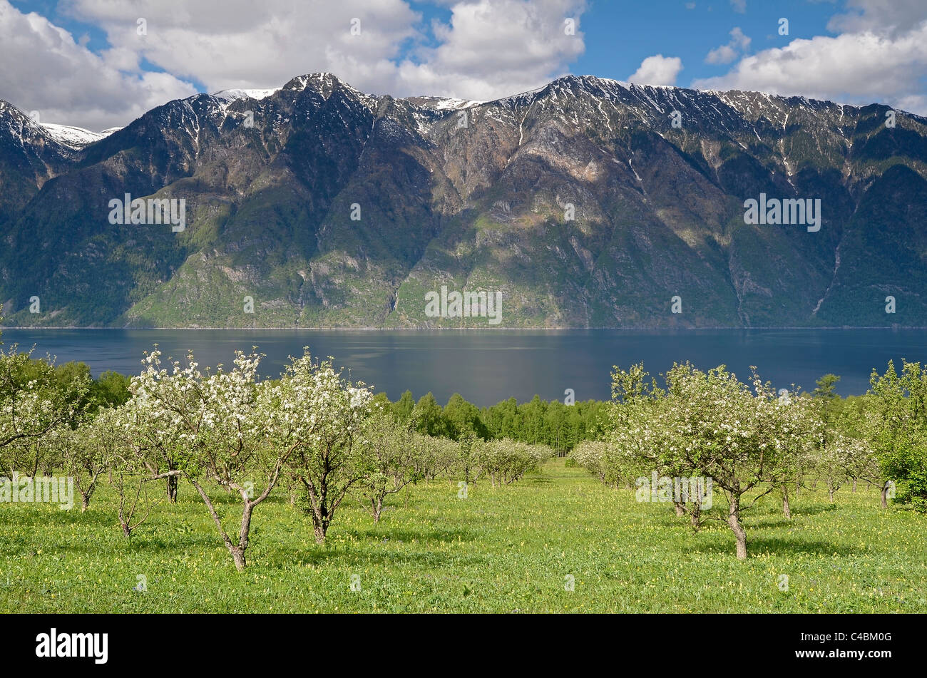 Apple orchard in bloom and Teletskoye Lake. Altai State Nature Reserve. Russia Stock Photo