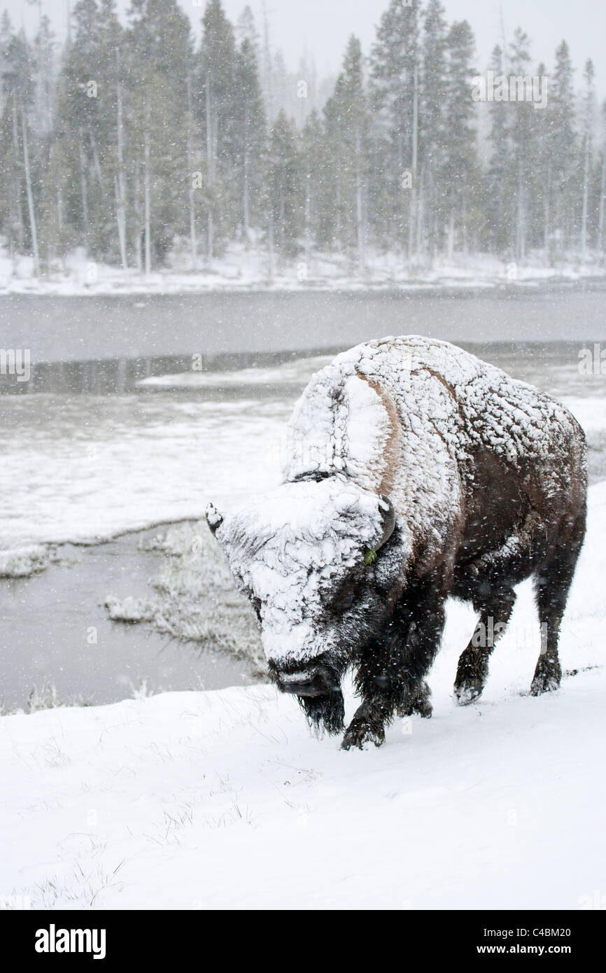 Bison Covered with Snow Stock Photo - Alamy