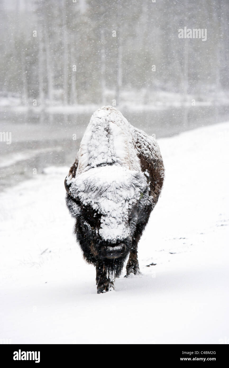 Bison in snow covered hi-res stock photography and images - Alamy
