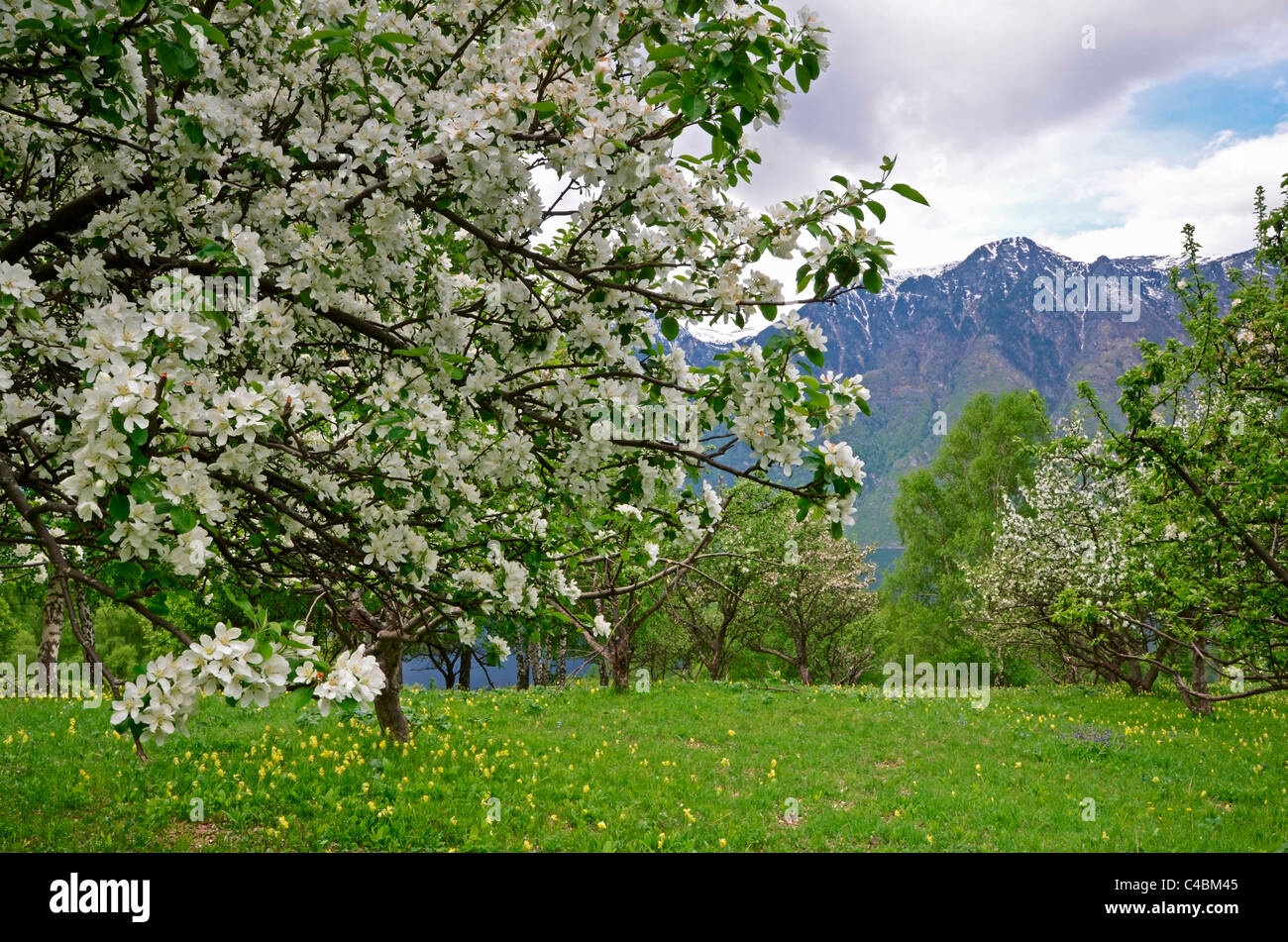 Apple orchard in bloom and Altyn Too Mountains. Altai State Nature