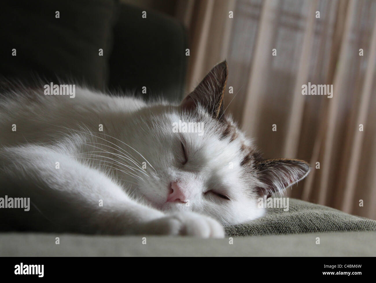 A pretty white cat sleeping on a couch Stock Photo - Alamy