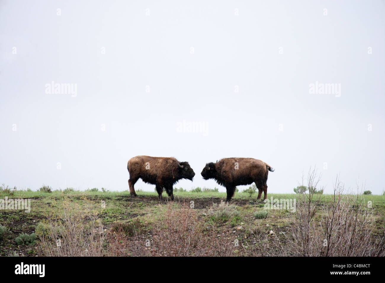 Two Bison Head to Head Stock Photo