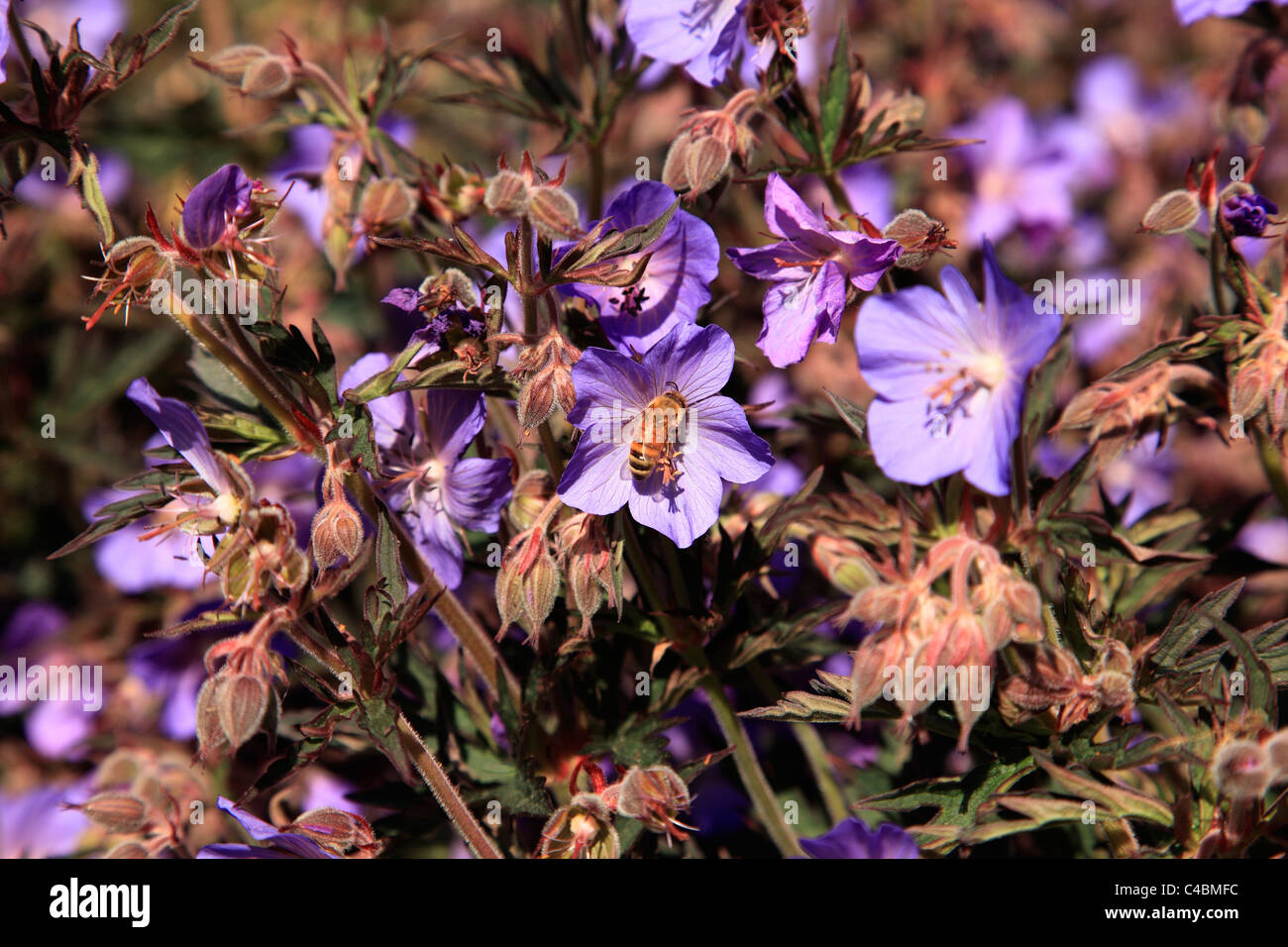 Bee pollinating flowers in Beacon hill park Victoria BC Stock Photo Alamy