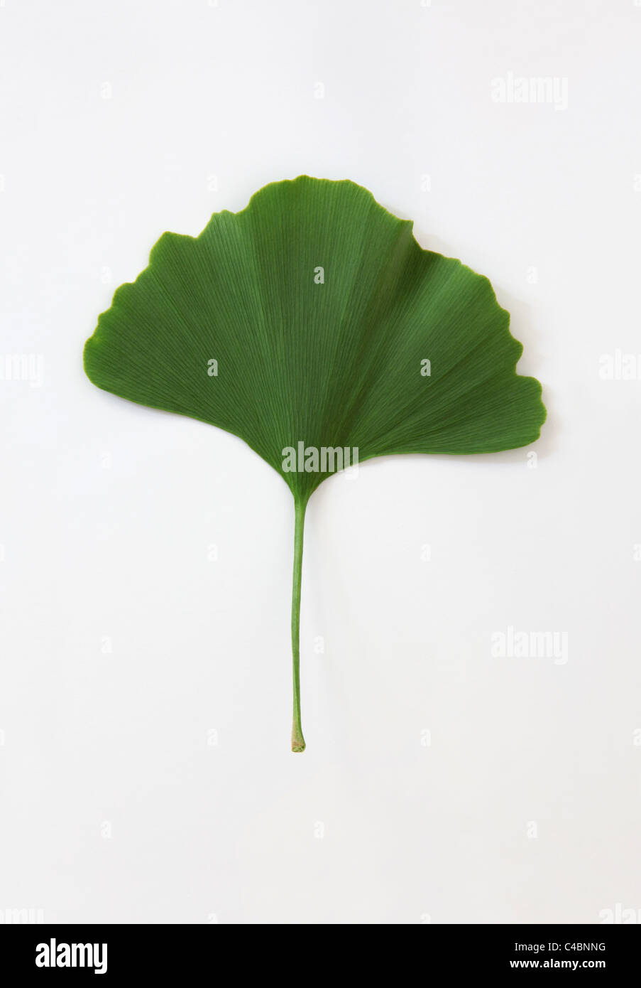 Leaf of Ginkgo biloba Stock Photo