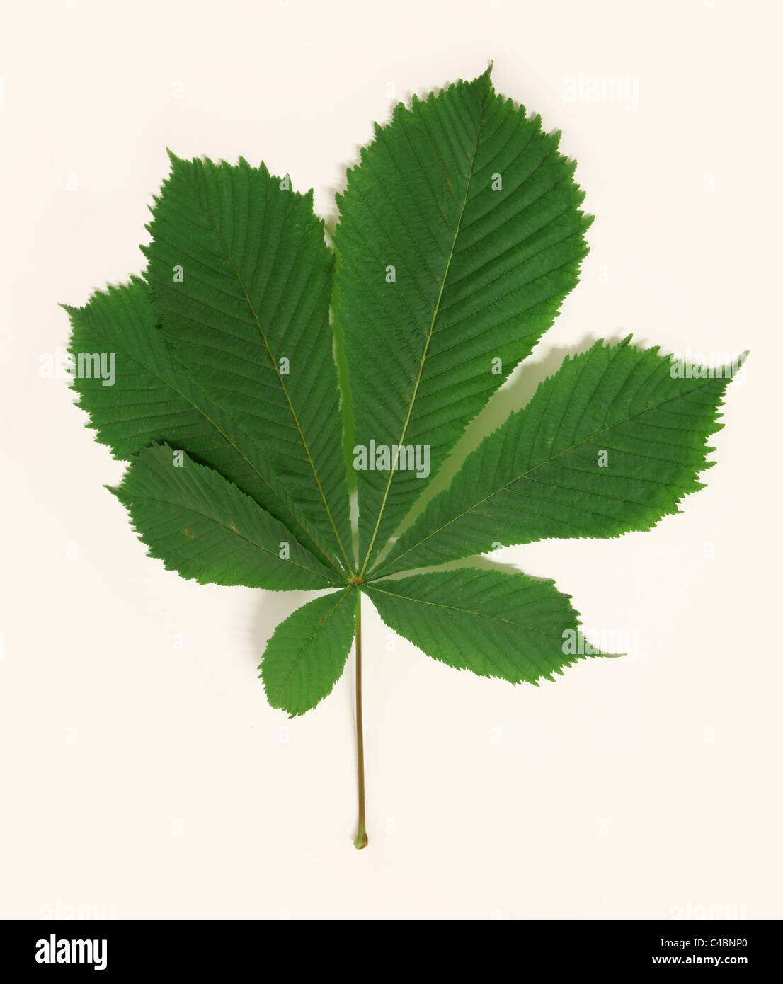 Leafs of horsechestnut tree Stock Photo Alamy