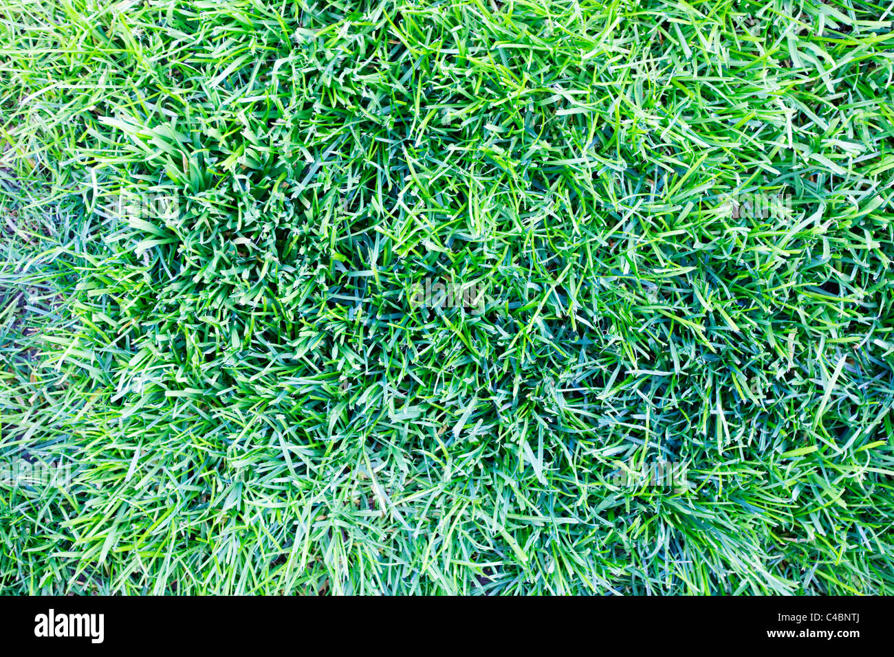 Trimmed green lawn yellow hi-res stock photography and images - Alamy