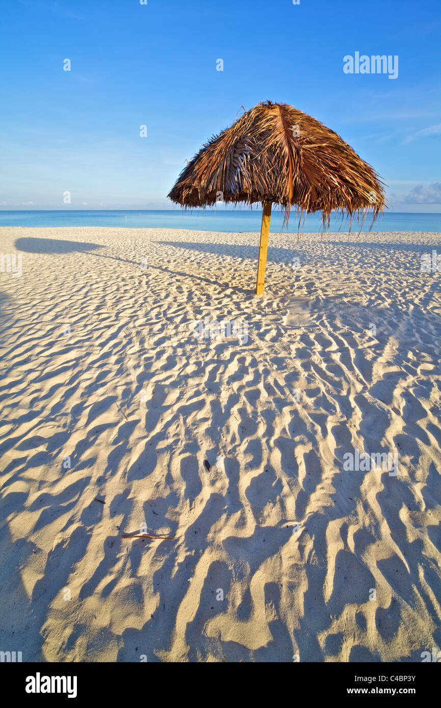 Palapa on a Wind Swept Beach in the Caribbean Stock Photo