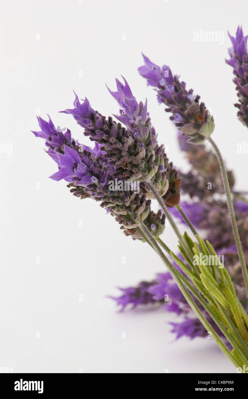 Lavender sprigs on white background Stock Photo - Alamy