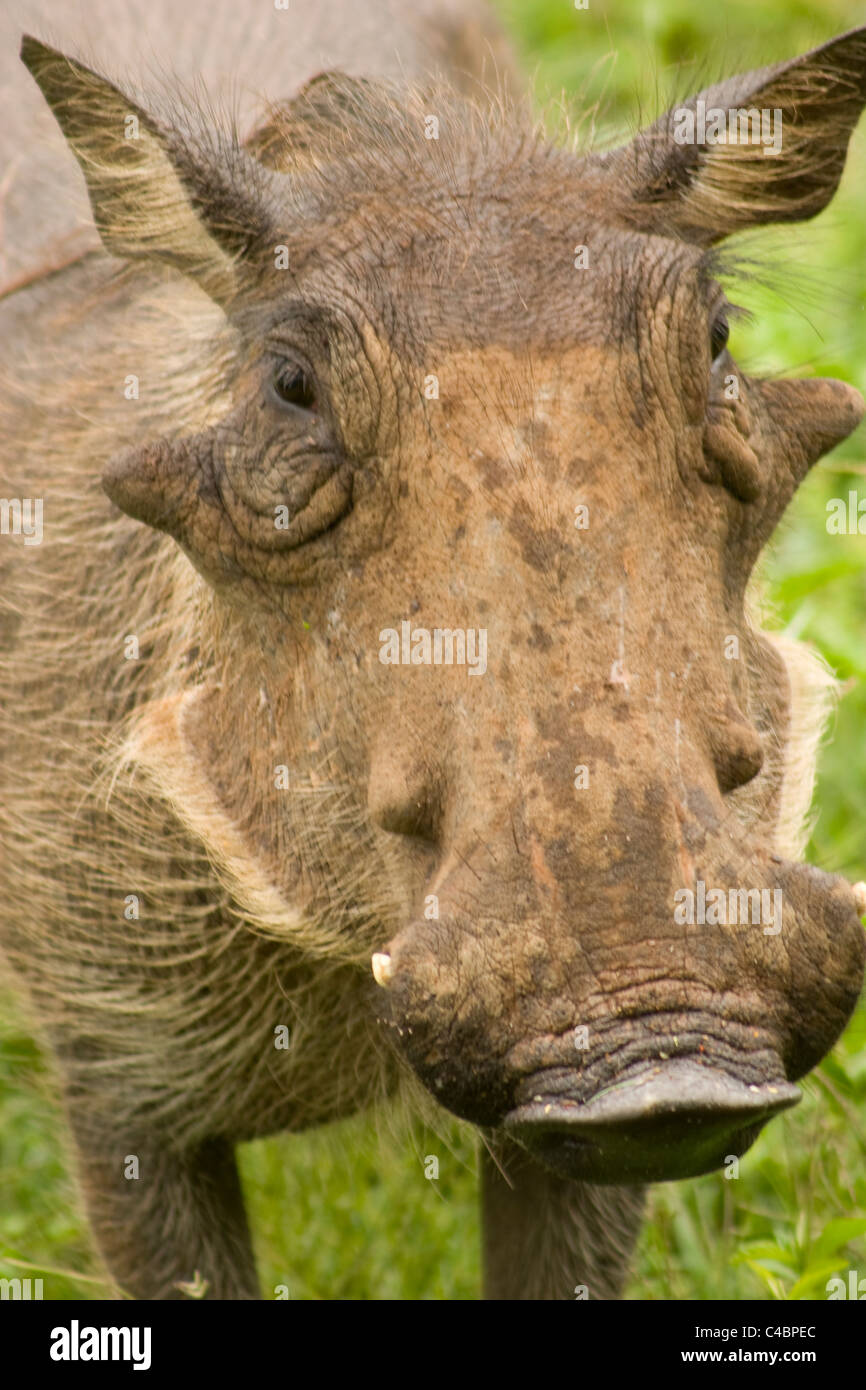 warthog head face animal africa wild snout tusk hair eyes ear tough
