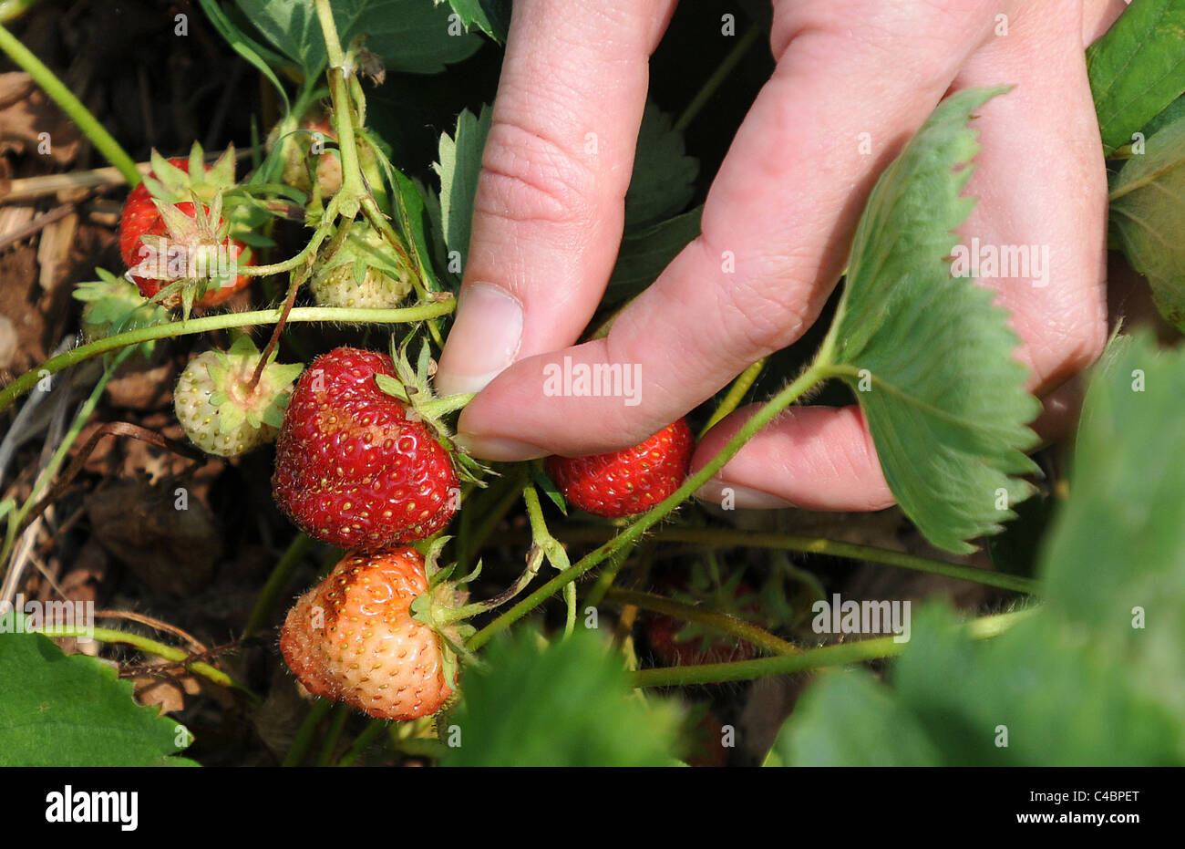 Close up of woman picking strawberries in CT USA Stock Photo