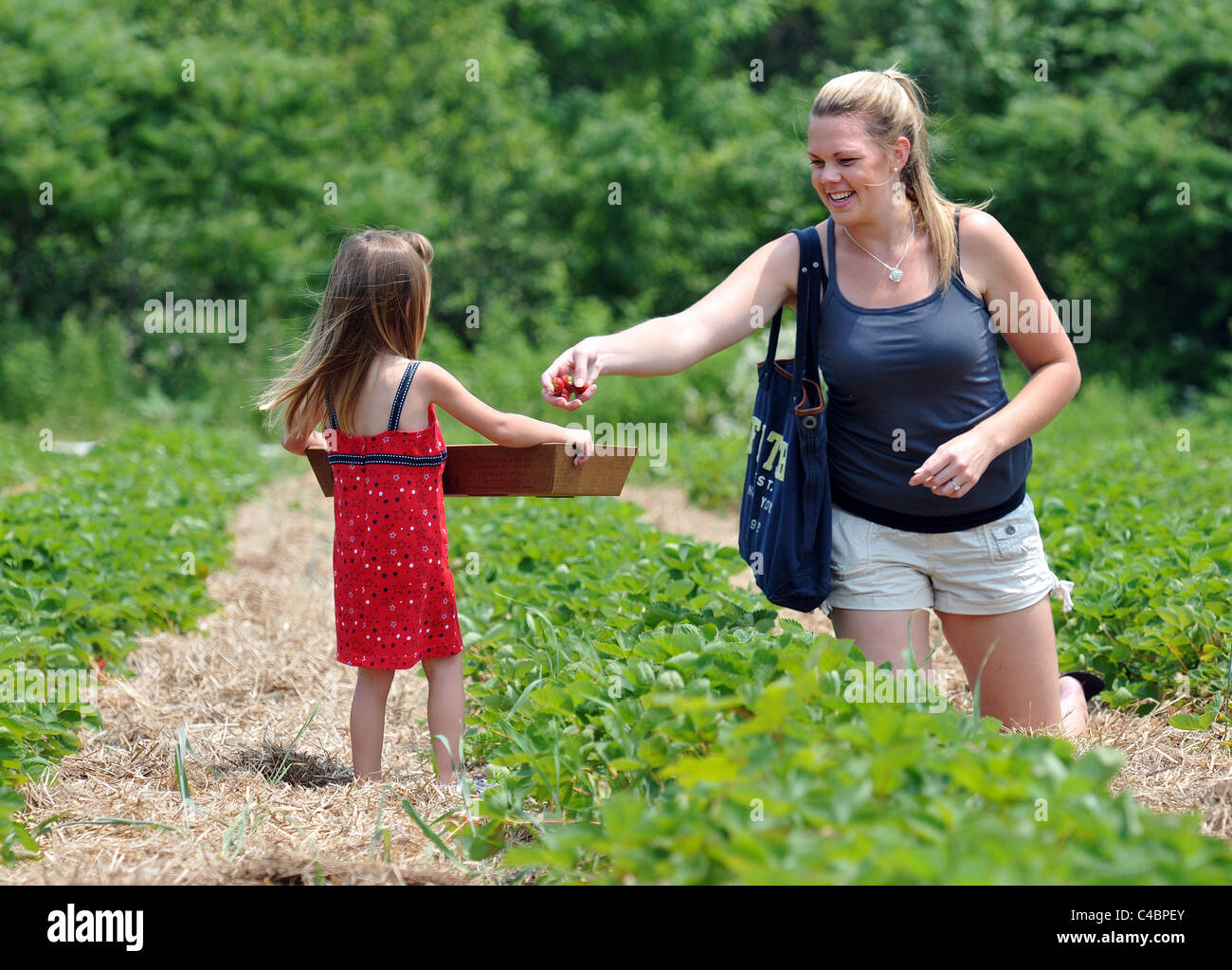 A mother and daughter pick strawberries at a pick your own farm in Guilford, CT USA Stock Photo