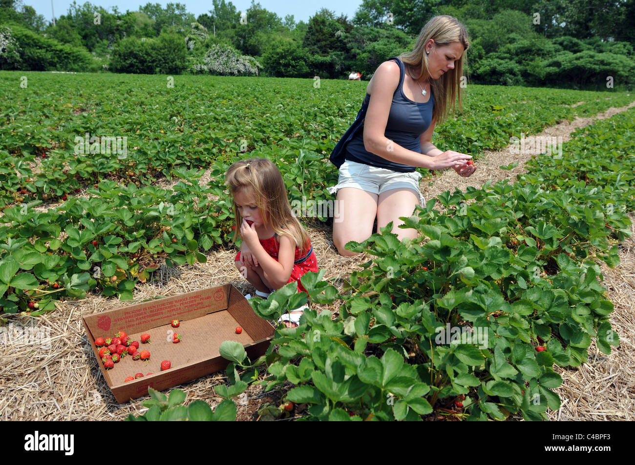 A mother and daughter pick strawberries at a pick your own farm in Guilford, CT USA Stock Photo