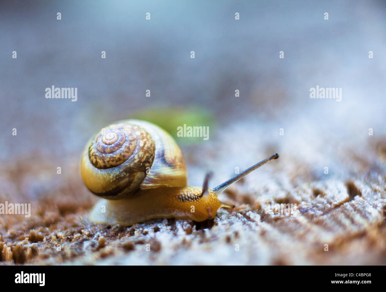 snail crawling on a wooden surface Stock Photo