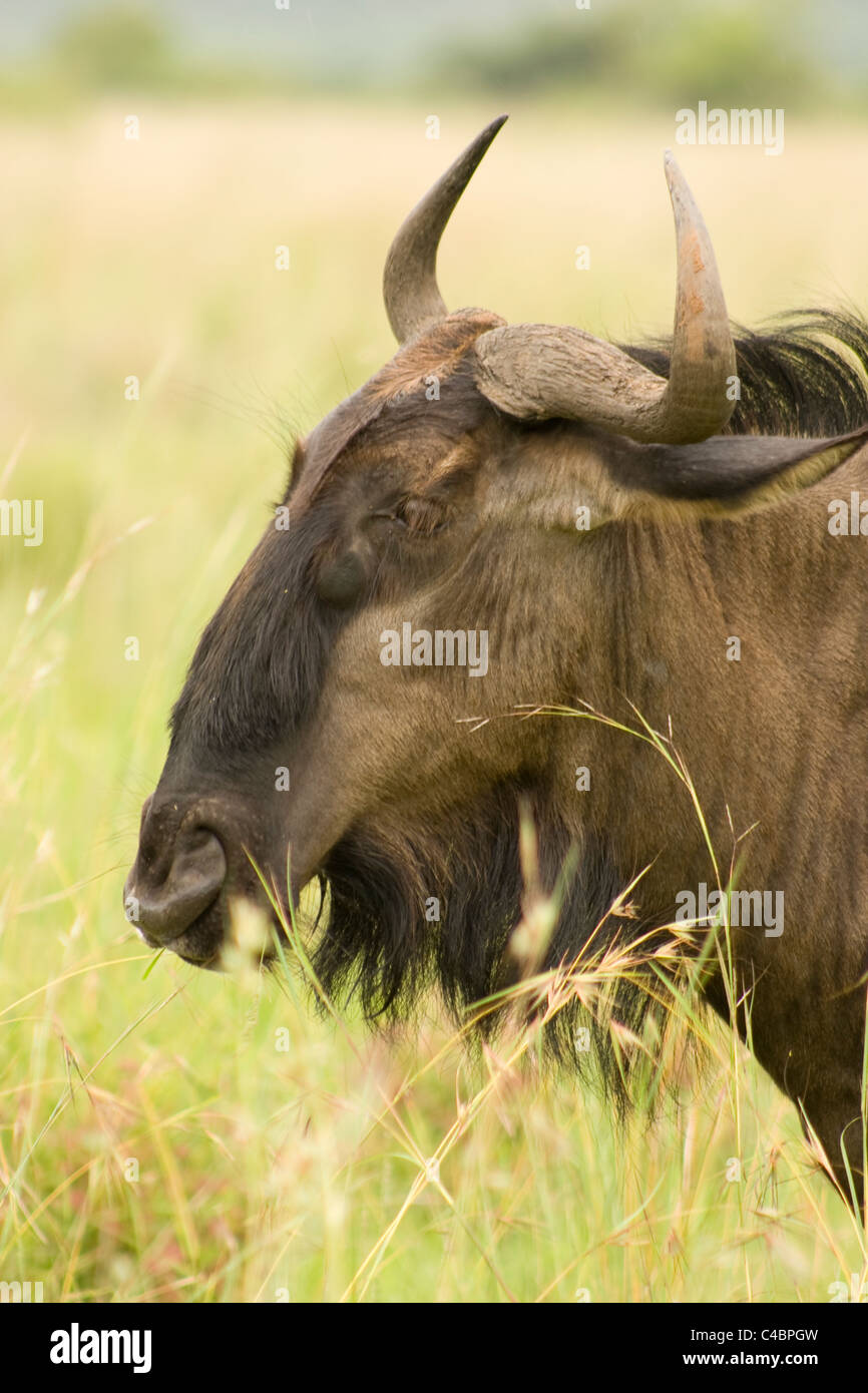 Wildebeest head herd grazing horns africa wild cattle close mane hair hide skin tough grassland nature Stock Photo