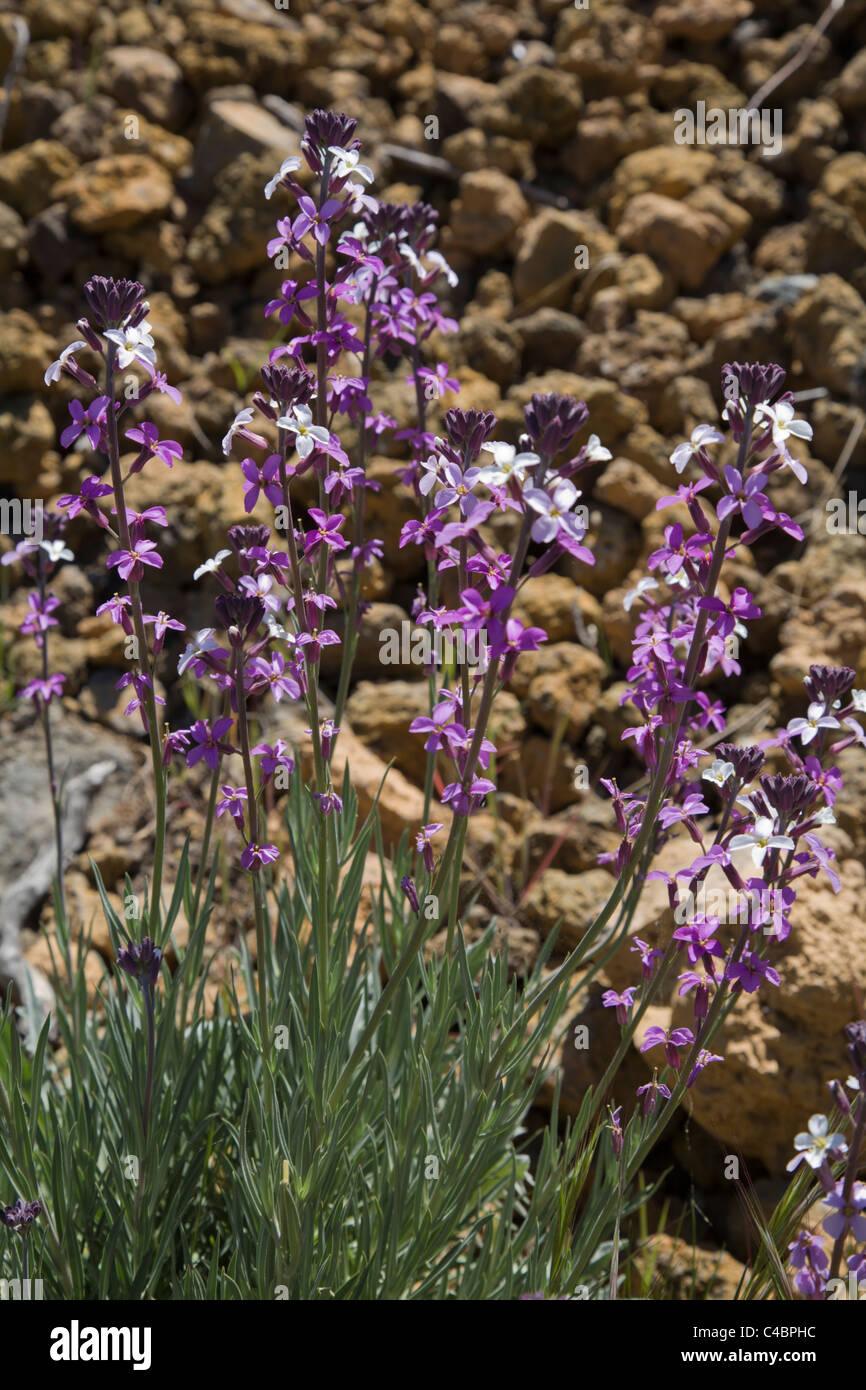 Teide Wallflower (Erysimum scoparium) Stock Photo