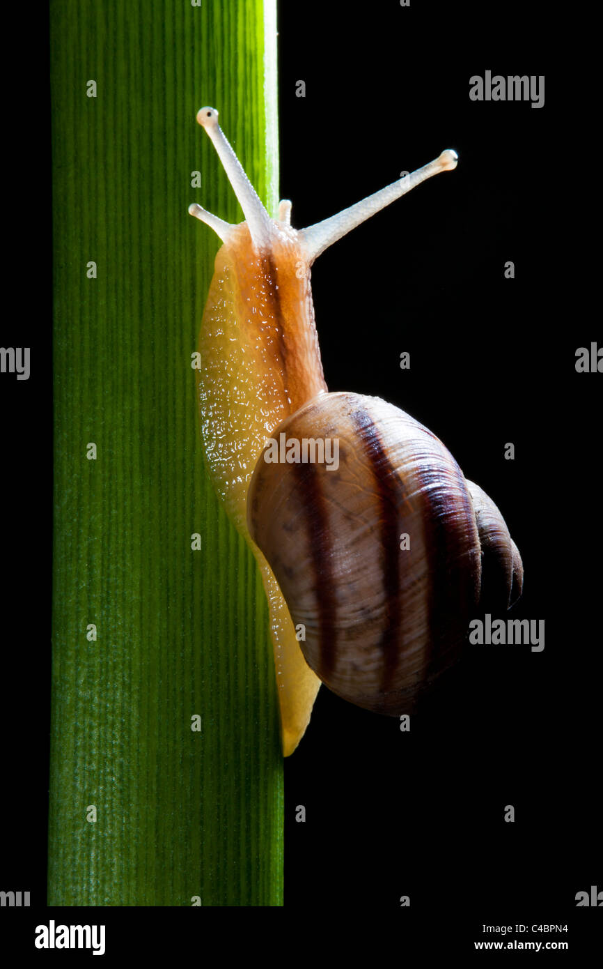 snail crawling on plant on black background Stock Photo