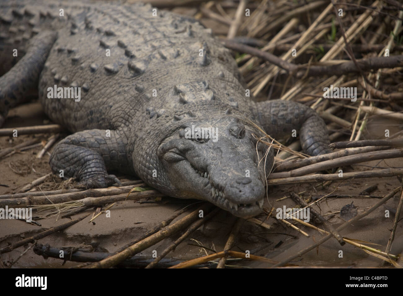 An American Crocodile, Crocodylus Acutus, stands on the bank of the Grijalva River in the Sumidero Canyon, Tuxla, Mexico Stock Photo