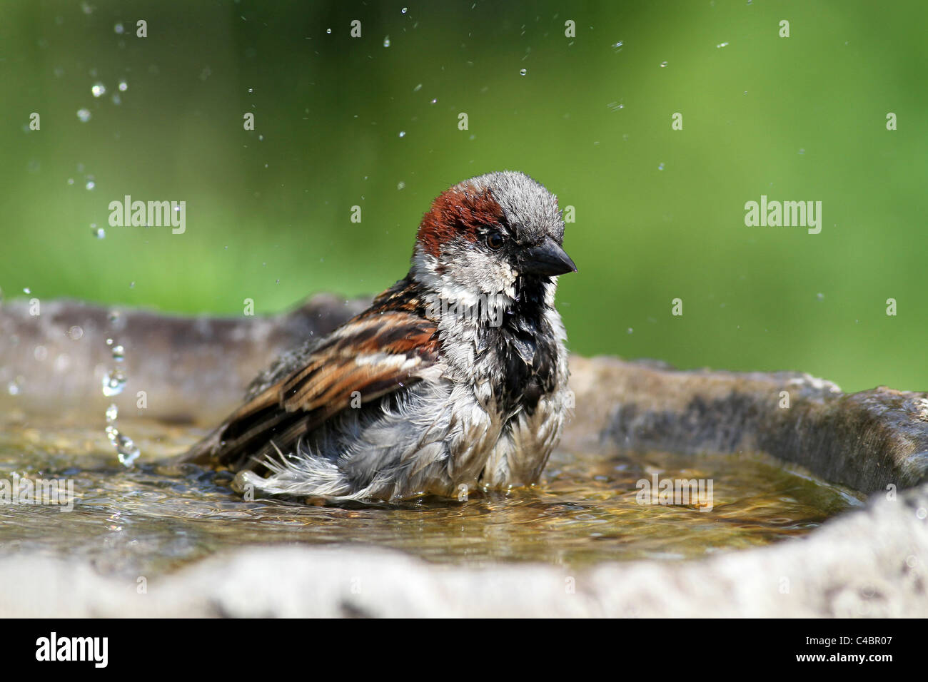 House sparrow taking a bath Stock Photo