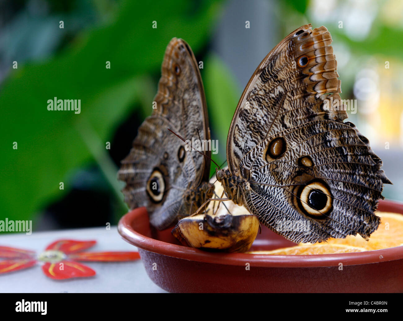 A couple of Forest Giant Owl butterflies (Caligo eurilochus) feeding on a plate with fruits. Butterfly house, Leipzig, Germany. Stock Photo