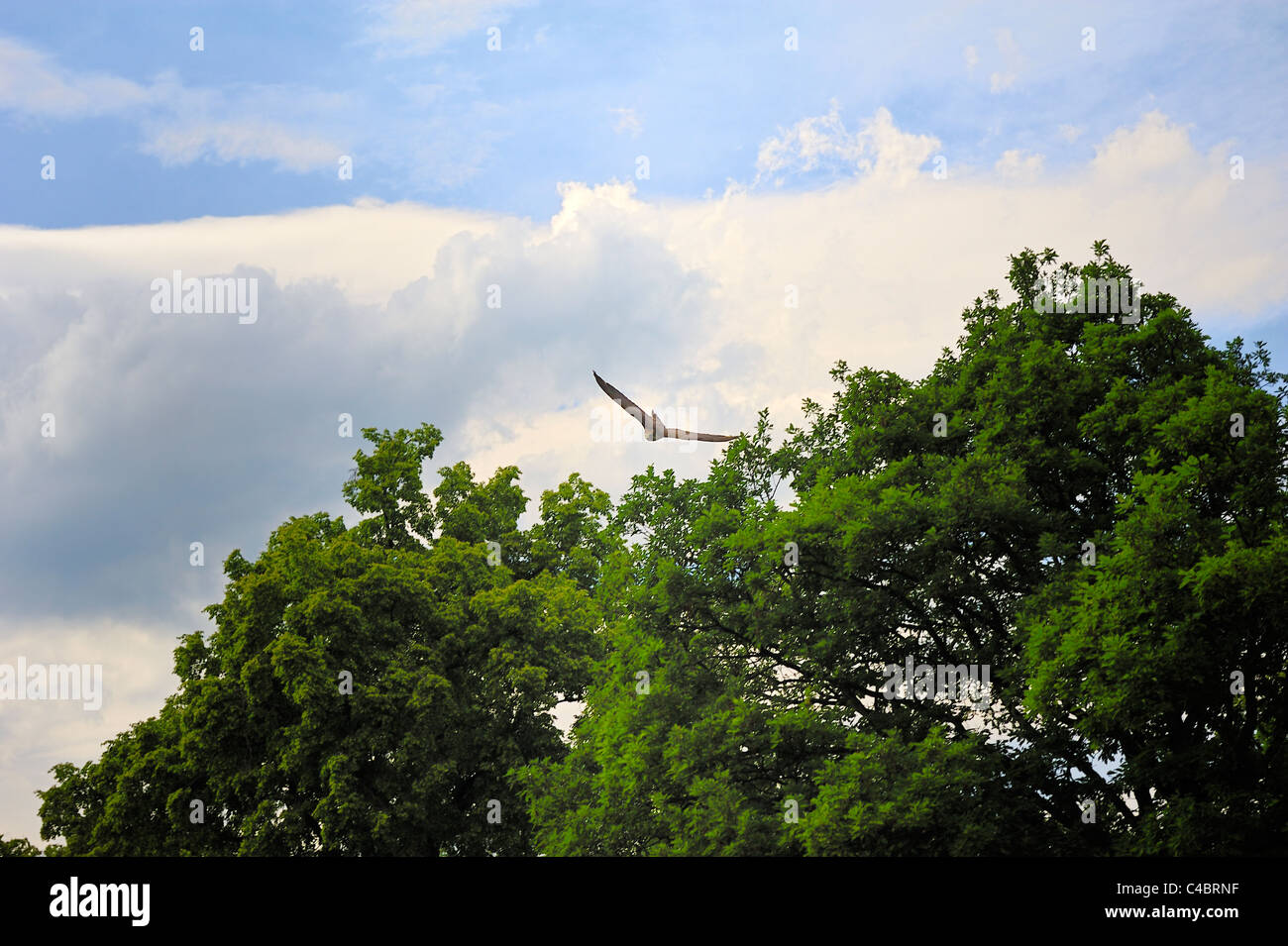 Flight of the Falcon,falco cherrug,Falconry Harz,Saxony Anhalt,Germany. Stock Photo