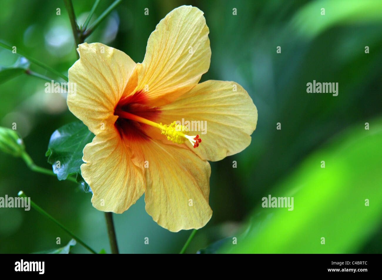 Yellow hibiscus in bloom Stock Photo - Alamy