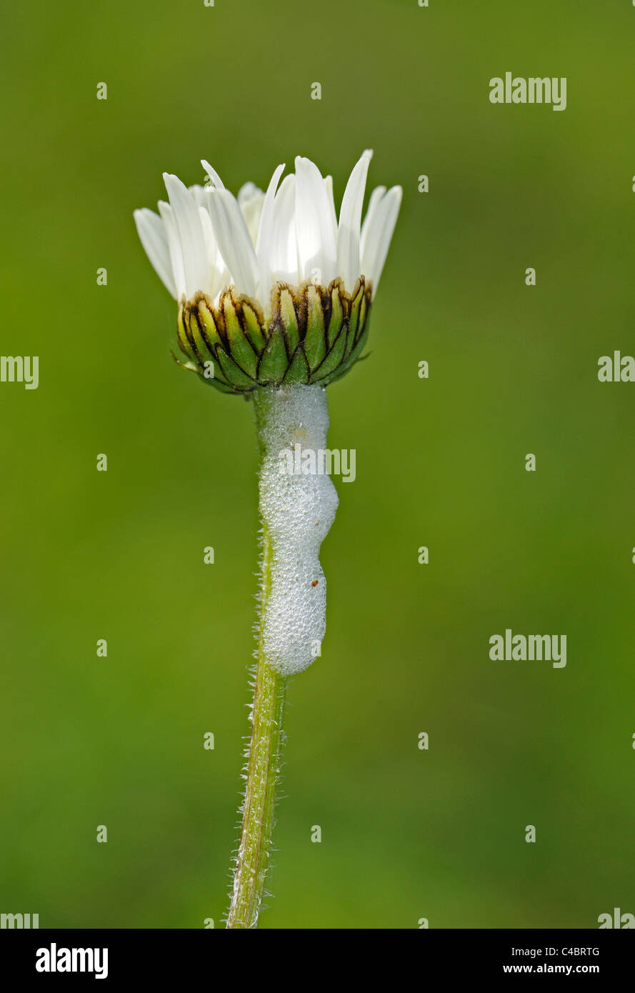 Close-up of Ox-eye daisy with cuckoo spit a white, frothy substance which is made by the froghopper a insect Stock Photo