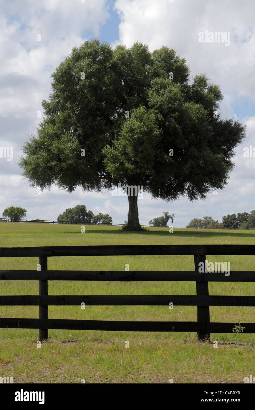 Ocala Florida,live oak tree trees,rural,pasture,farm,field,clouds,grass