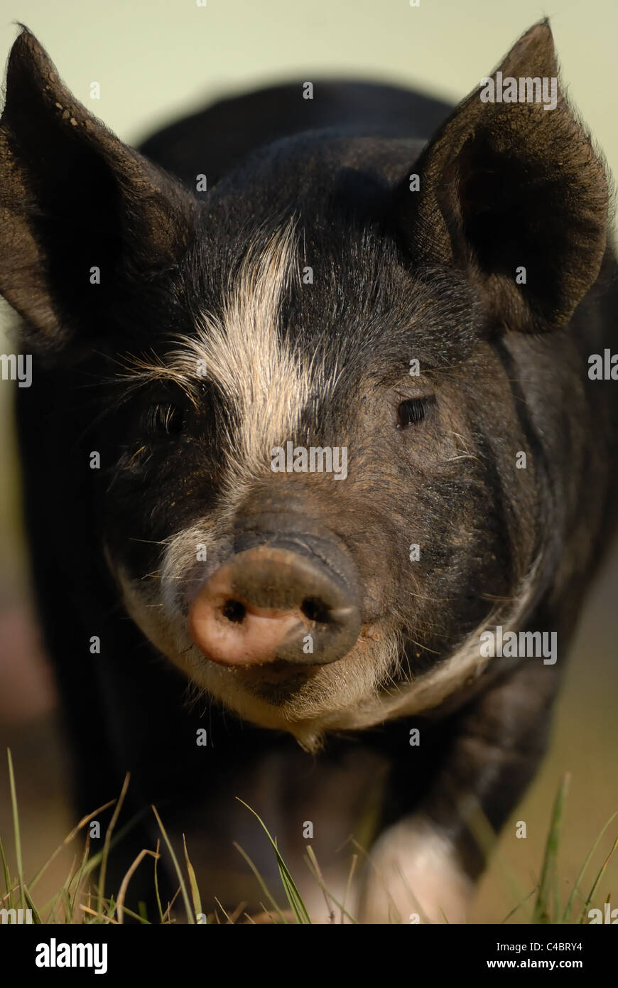 Inquisitive Berkshire Black Piglet Stock Photo