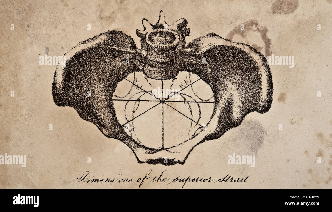 Illustration of the Human Pelvis copyright 1844 Stock Photo