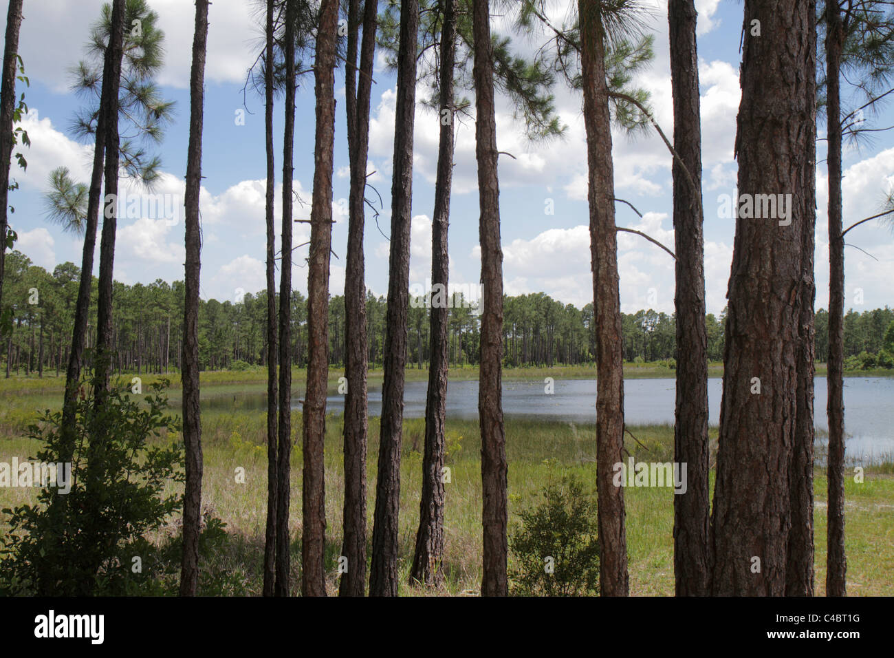 Florida Paisley,Ocala National Forest,Clearwater Recreation Area,Lake Clearwater,pine trees,visitors travel traveling tour tourist tourism landmark la Stock Photo