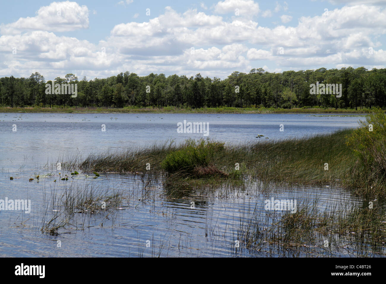 Florida Paisley,Ocala National Forest,Clearwater Recreation Area,Lake