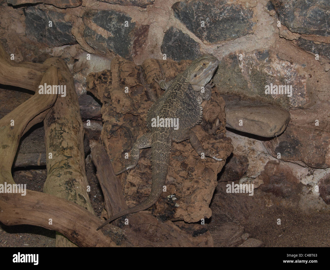 Bearded Dragon In Vivarium. UK Stock Photo - Alamy