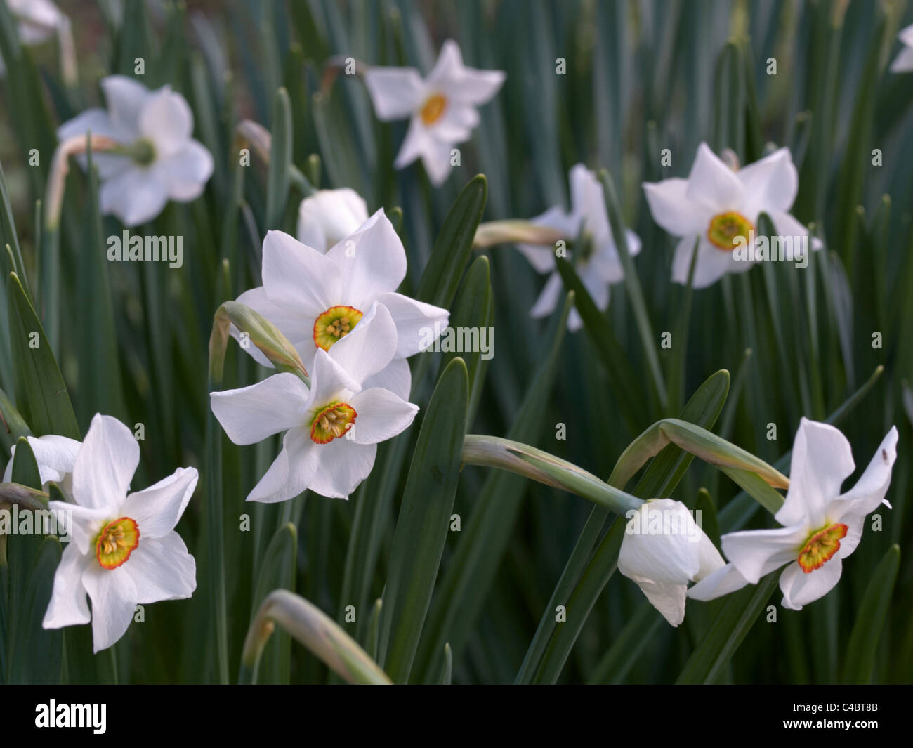 Poet's Daffodil (Narcissus poeticus), also Narcis, Pheasant's Eye, Findern  Flower, and Pinkster Lily Stock Photo - Alamy