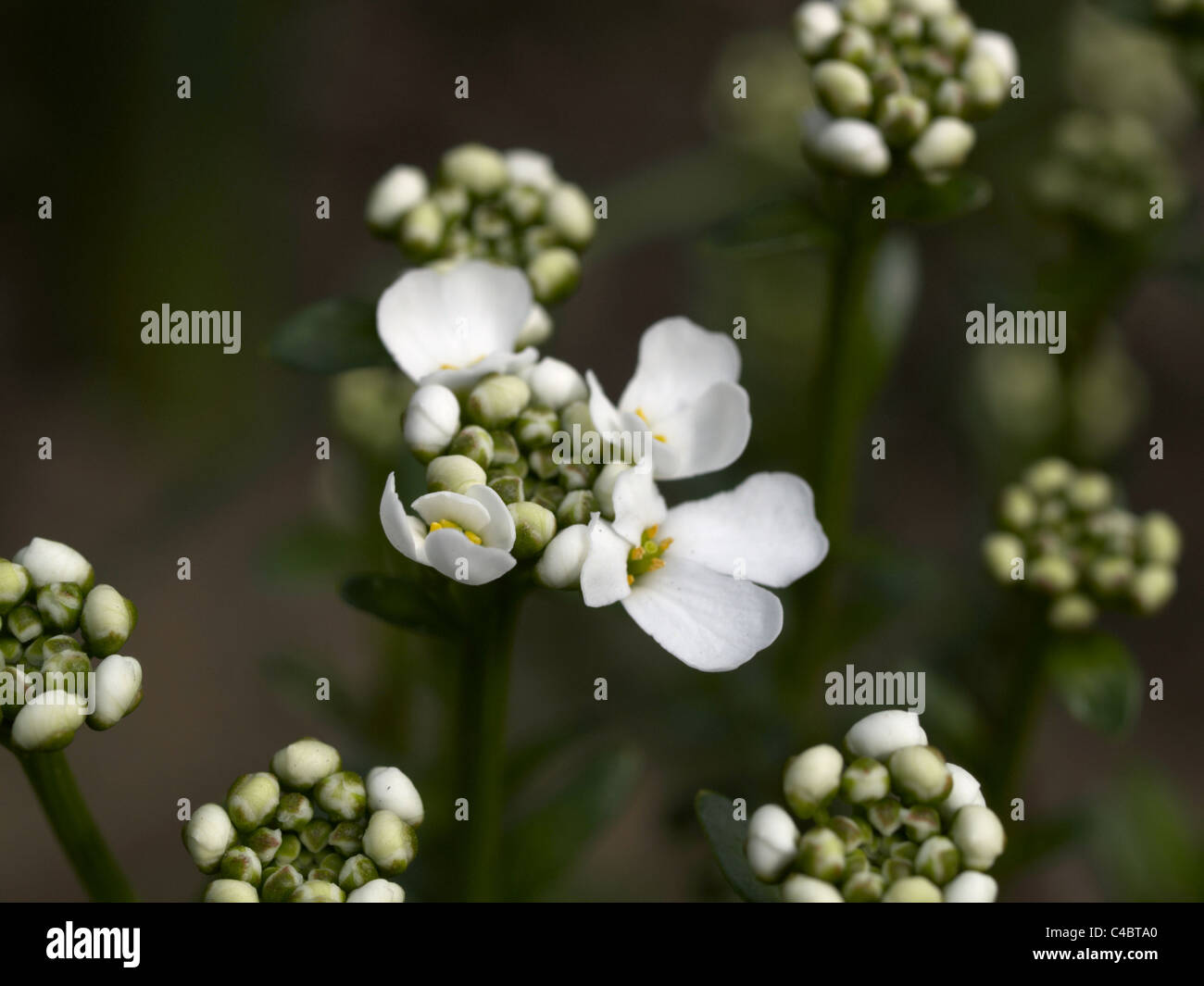 Perennial evergreen candytuft (Iberis sempervirens) Stock Photo