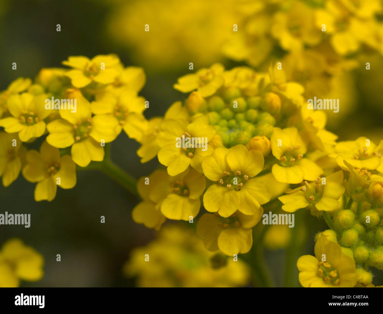 Alpine wallflower 'Golden Gem' (Erysimum alpinum) Stock Photo