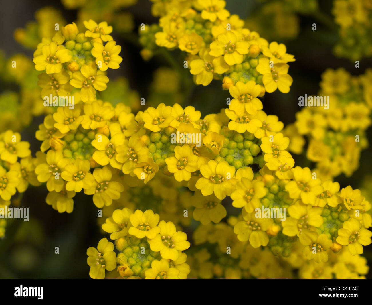 Wallflower 'Golden Gem', Alpine wallflower (Erysimum alpinum) Stock Photo