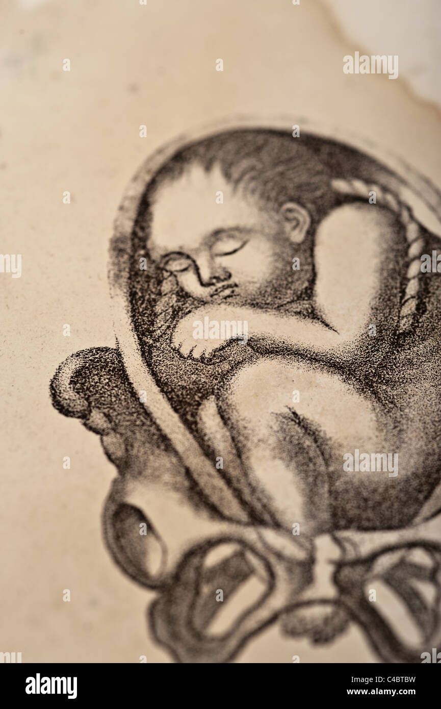Illustration of a Human Fetus pre-birth at pelvic bone circa 1844 Stock Photo