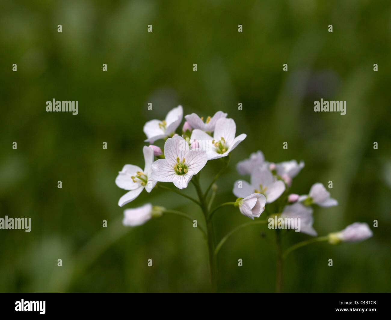 White field flower Stock Photo Alamy