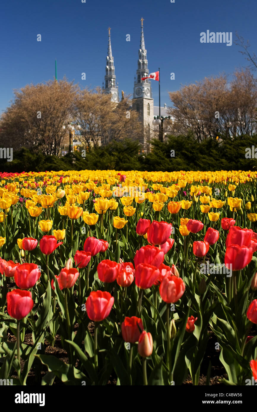 May 2011. Images from the National Tulip Festival in Ottawa Ontario Canada Stock Photo Alamy