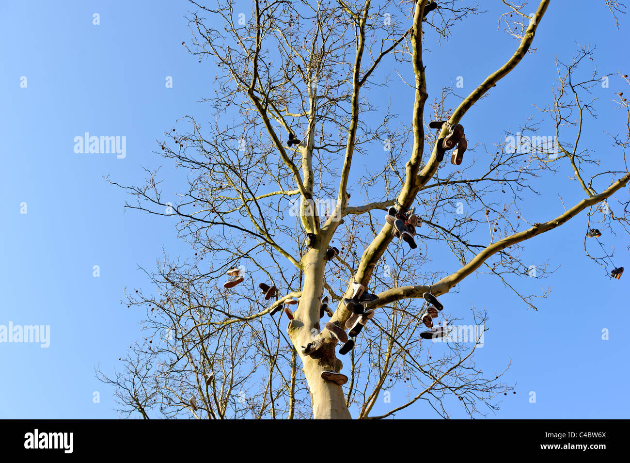shoes hanging in tree Stock Photo Alamy