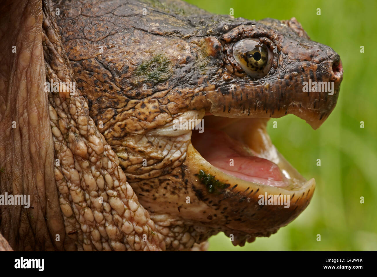 What Does The Inside Of A Turtle's Mouth Look Like Inside Turtle Mouth