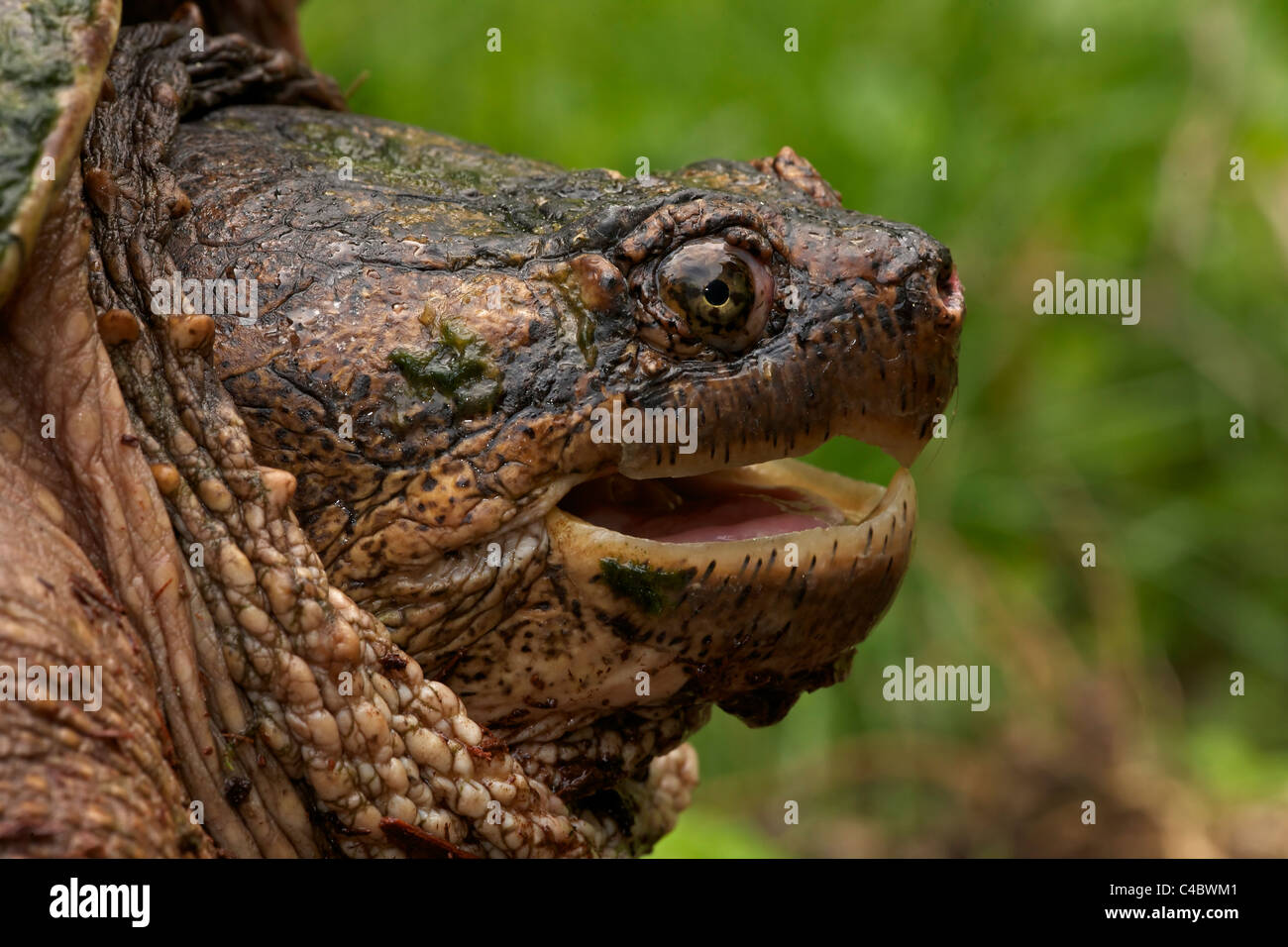 Snapping Turtle (Chelydra serpentina) - New York - Male - Found in ...