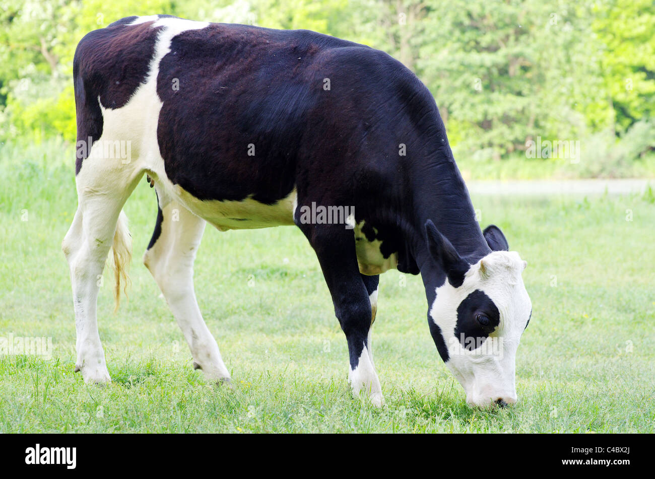 cow on a green meadow Stock Photo